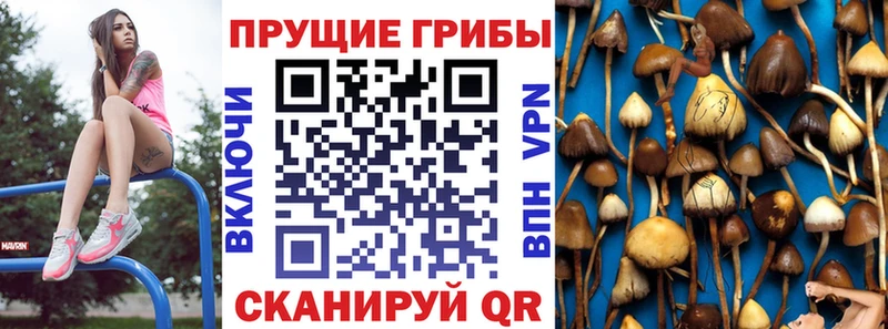 закладки  Кирс  Псилоцибиновые грибы мицелий 